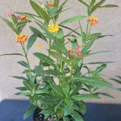 Milkweed Plant
