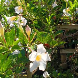 Mandeville Plants On Trellis 3gl $15🤍🪴