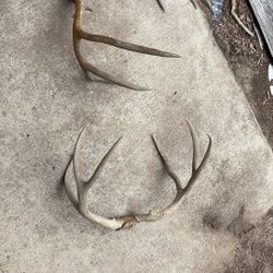 Deer Antlers