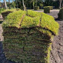 St. Augustine Sod