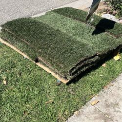 Fresh Sod 