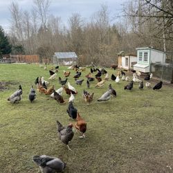 Farm Fresh Chicken Eggs