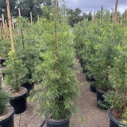 Fern Pine Privacy Hedge