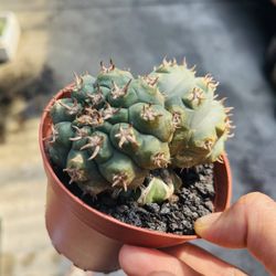 Gymnocalycium spegazzini Cactus Imported