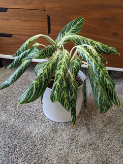 Chinese Evergreen Plant with Ceramic Pot