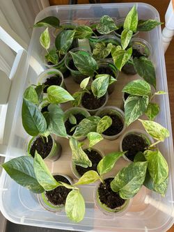 Plants $5 each