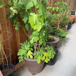Fig Plant