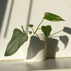 Rare Aroid Philodendron Golden Dragon Plant/ Indoor Plant/ Flower Patio Garden 