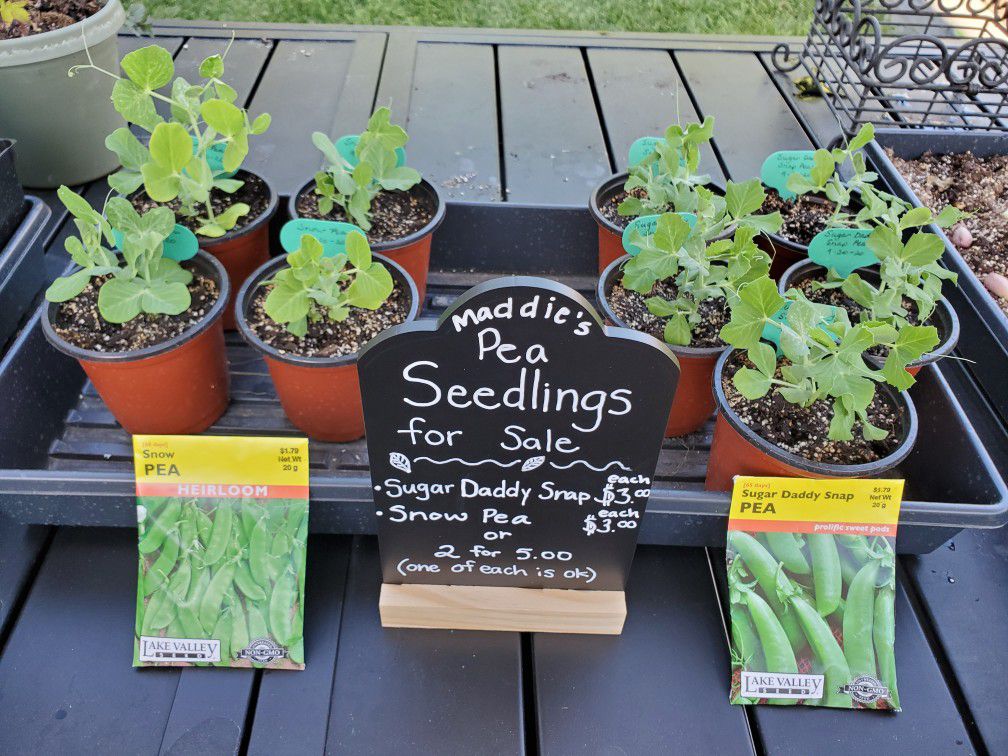 Pea Seedlings 🌱 for Sale
