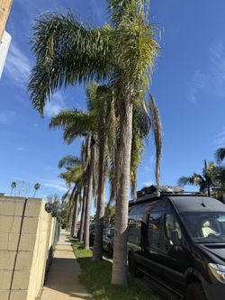 Palm Trees Treemming