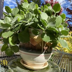 Succulent