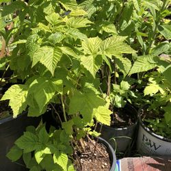 Golden Raspberry Plants 