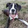 2boxermom