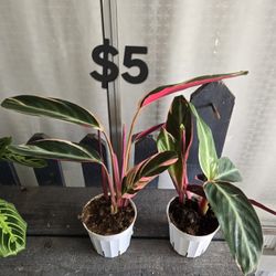 Triostar Plants