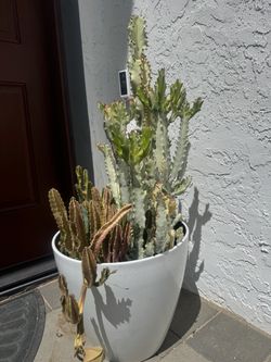 Large Euphorbia Cactus variety in White Pot
