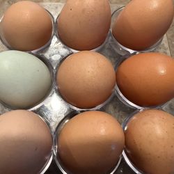 Eggs By The Dozen  Free Range DM for Pricing 