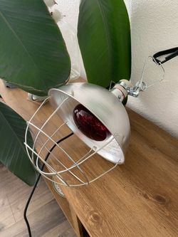 Brooders lamp