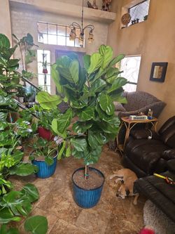 Gorgeous 5ft 6in Fiddle Leaf Fig Plant In New 16in pot