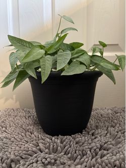 Cebu blue pothos live plant in pot