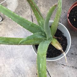 Aloe Vera Plant