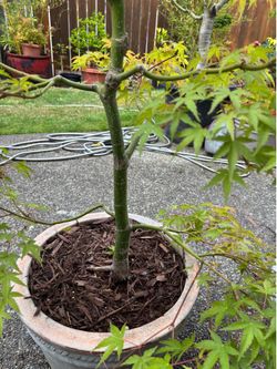 Japanese maple