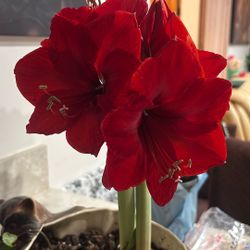 azecena roja sencilla