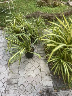 Varagated pandanus Outdoor Plant