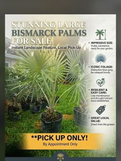 Beautiful 7ft Blue-Silver Bismarck Palm – Instant Curb Appeal (Pick Up)