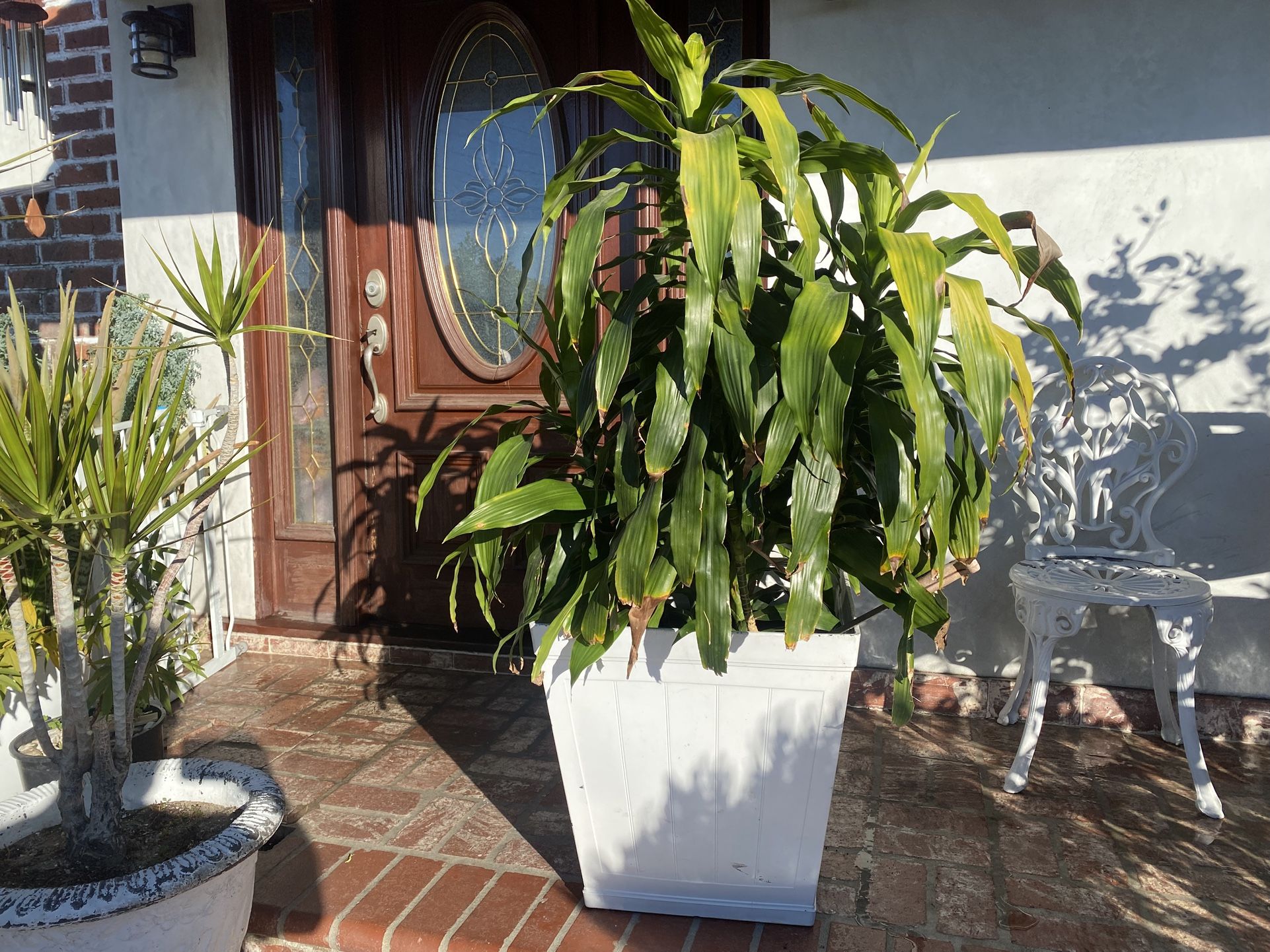 Dracaena Plant With Pot
