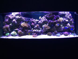 Aquarium 155 gallon bow-front $1200 cash only no trades Sold Empty!