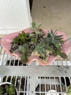 Beautiful Antique Ceramic Conch Island Of The Succulents and Cacti