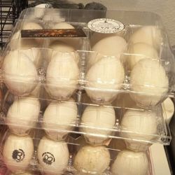 Fresh Ducks  Eggs