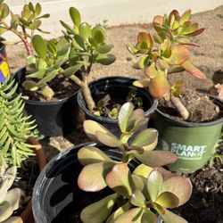 Jade Plants