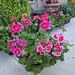 GERANIUMS, GERANIOS, Beautiful And Healthy HANGING BASKETS PLANTS ARRIVED. $18 each