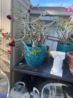 large beautiful mature desert rose in large pot