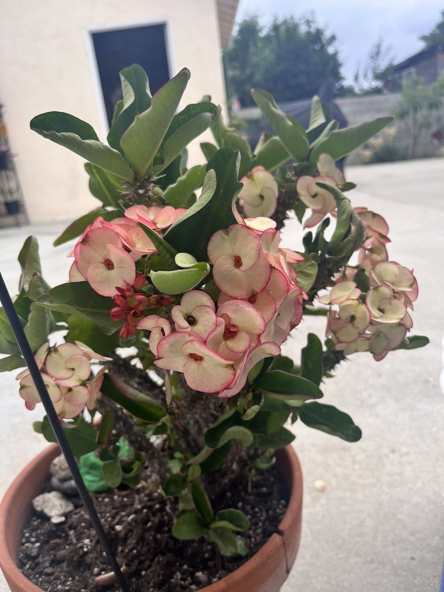 Corona De Cristo🪴