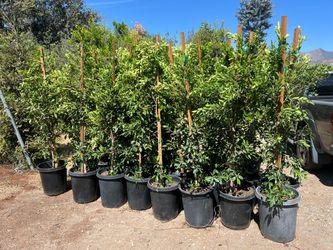 🌿🔥 INSTANT PRIVACY — BEAUTIFUL FICUS TREES FOR SALE! 🔥🌿 6ft - 13ft tall