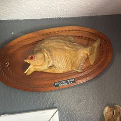 Piranha Taxidermy