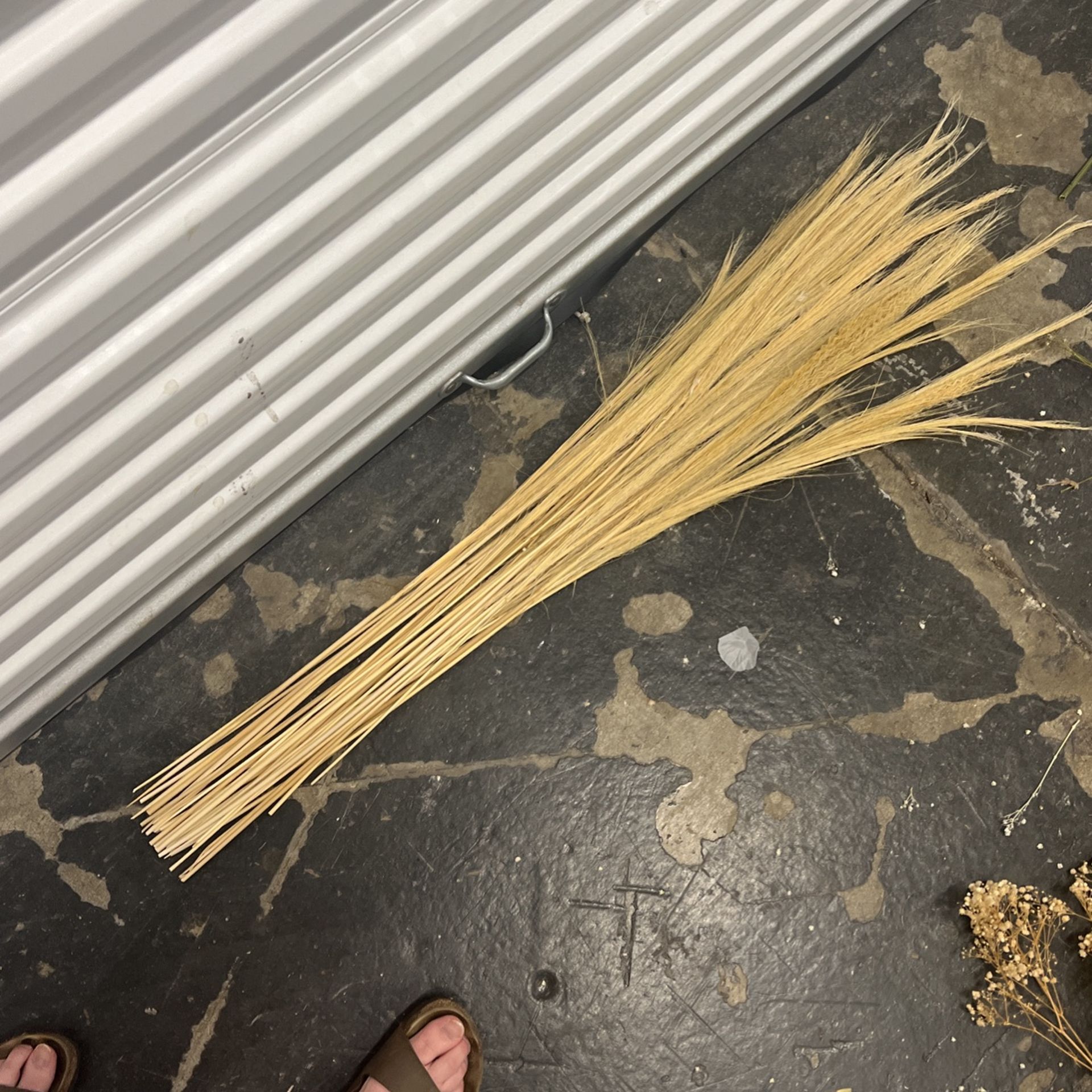 Dried Reeds Floral