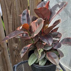 Variegated Rubber tree live plants