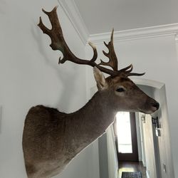 Deer Neck Shoulder Mount Taxidermy BEST OFFER 