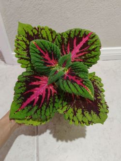 Kong coleus plant in 6inch pot $11