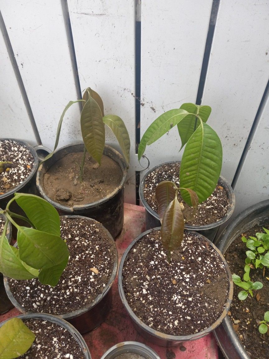 Baby Petacon Mango Trees 😃