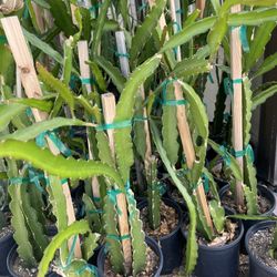 Dragon Fruit Plant
