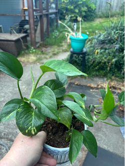 Golden Pothos.