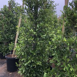 Ficus Nitida , Indian Laurel Ficus Tree, Hollywood Hedge And Privacy 15gal Size 