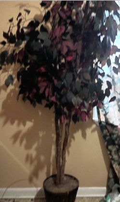 Beautiful Potted Ficus Plants (Artificial)