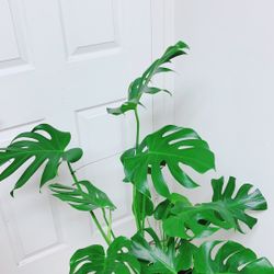 Beautiful Monstera Delisiosa Plants - 3’8” Tall - Indoor Plant