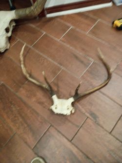 Deer horns