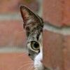 omar
